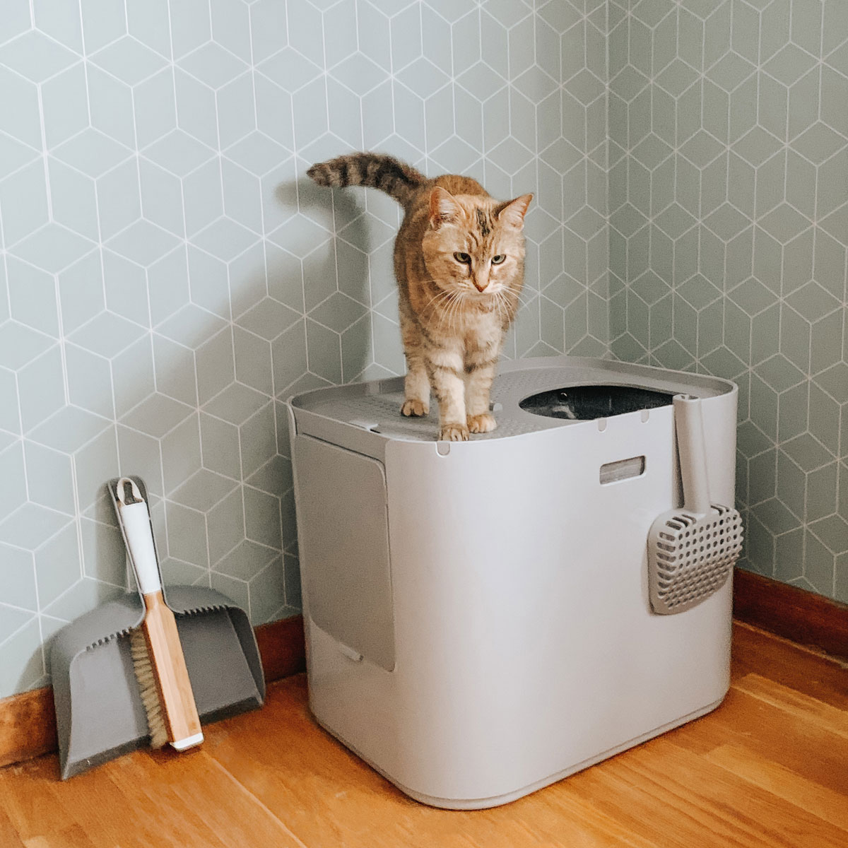 Modkat XL and Flip Litter Boxes are back! Modkat