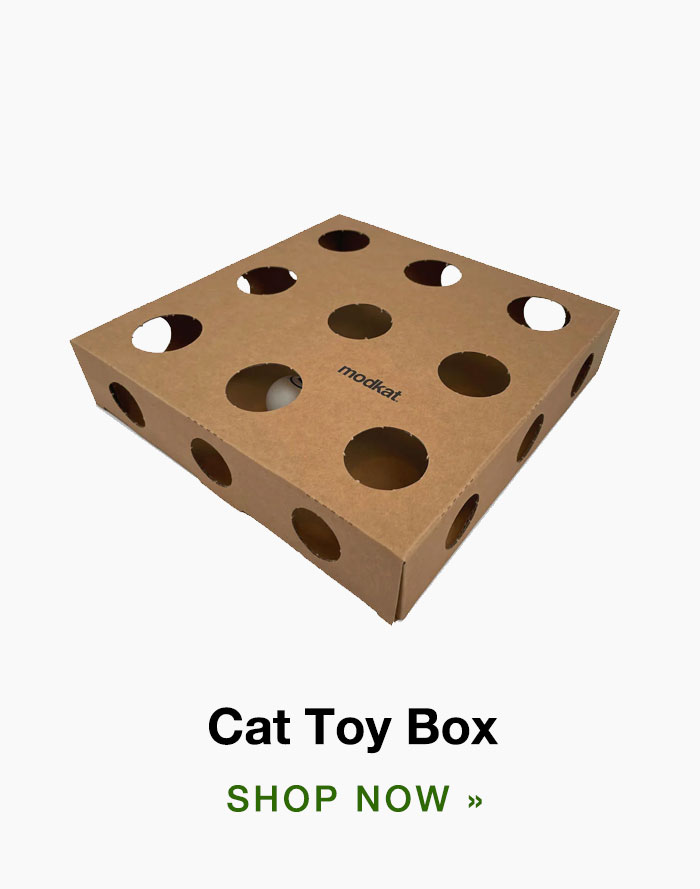 Cat Toy